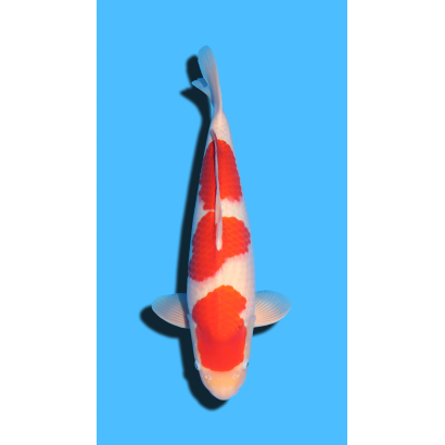 Kohaku nisai Marudo Koi Farm