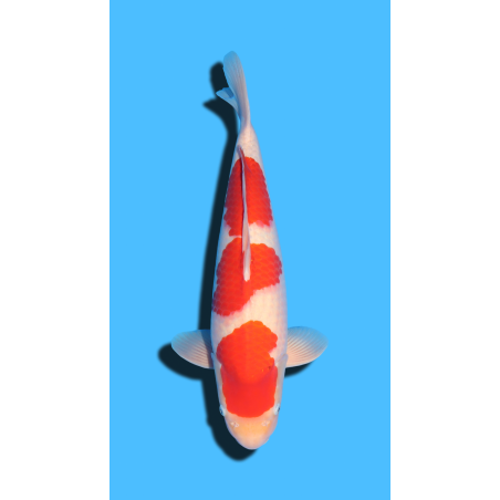 Kohaku nisai Marudo Koi Farm
