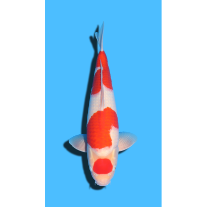 Kohaku nisai Marudo Koi Farm