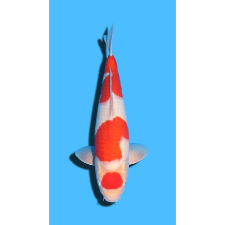 Kohaku nisai Marudo Koi Farm