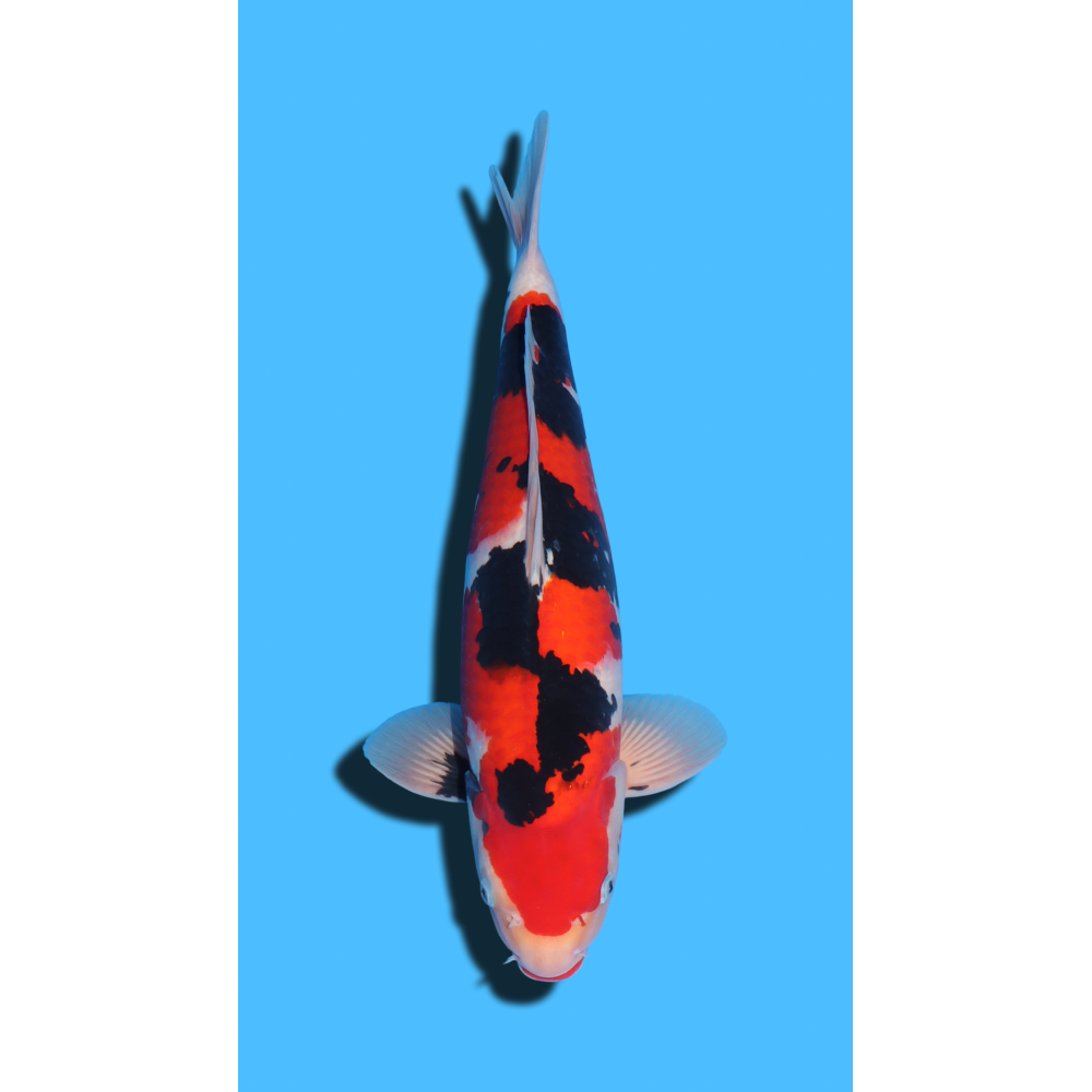 SANKE nisai Marudo Koi Farm
