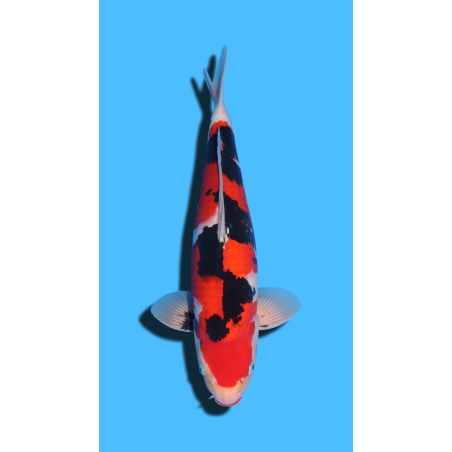 SANKE nisai Marudo Koi Farm