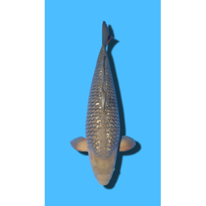 CHAGOI SANSAI Marudo Koi Farm