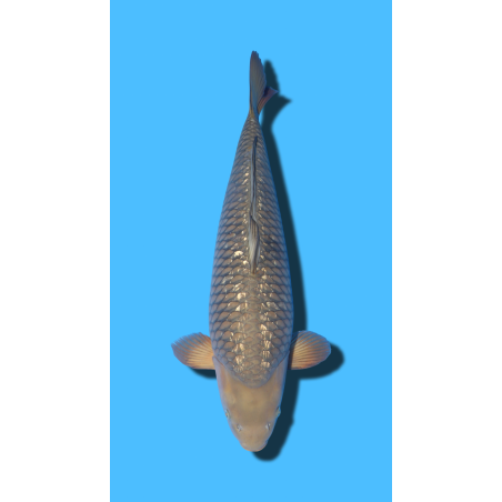 CHAGOI SANSAI Marudo Koi Farm