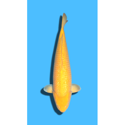 Ginrin Karashikoi Sansai Femelle  Marusei Koi Farm