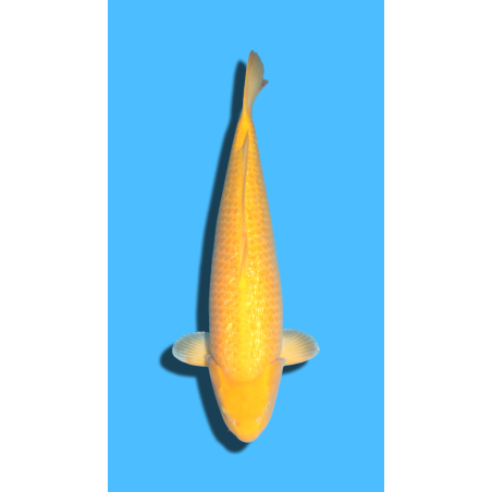 Ginrin Karashikoi Sansai Femelle  Marusei Koi Farm