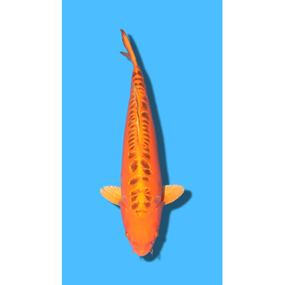 Mizuho Ogon  Sansai Mâle Marusei Koi Farm (ATTENTION AUX CONDITIONS DE LIVRAISON!)