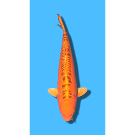 Mizuho Ogon  Sansai Mâle Marusei Koi Farm (ATTENTION AUX CONDITIONS DE LIVRAISON!)