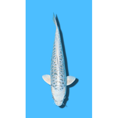 ARAGOKE nisai Ozumi Koi Farm