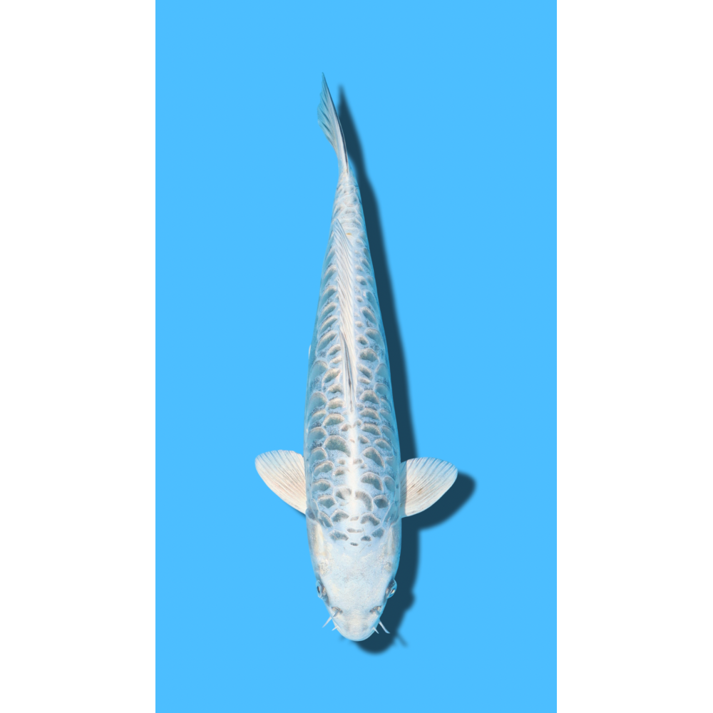 ARAGOKE nisai Ozumi Koi Farm