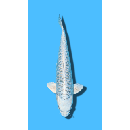 ARAGOKE nisai Ozumi Koi Farm