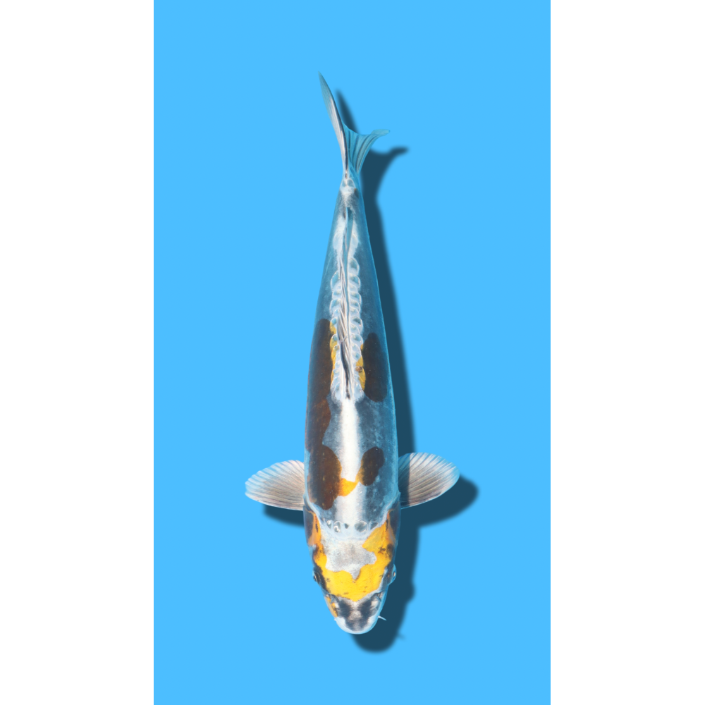 Doitsu Métallique Kogane Ochiba  nisai Ozumi Koi Farm