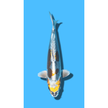 Doitsu Métallique Kogane Ochiba  nisai Ozumi Koi Farm