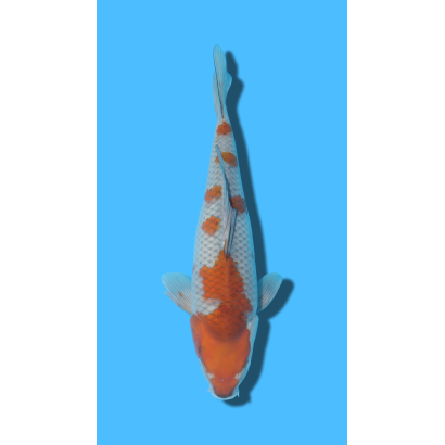 Ochiba  nisai Ozumi Koi Farm