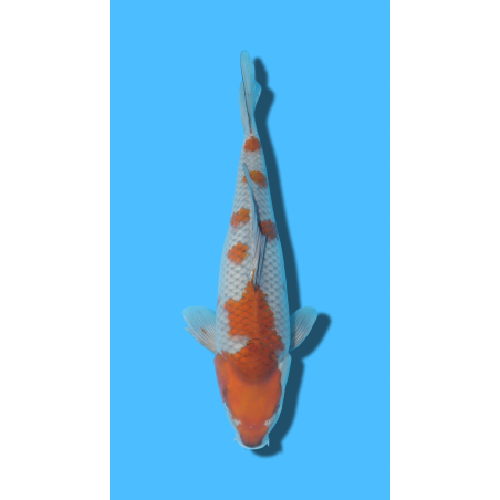 Ochiba  nisai Ozumi Koi Farm