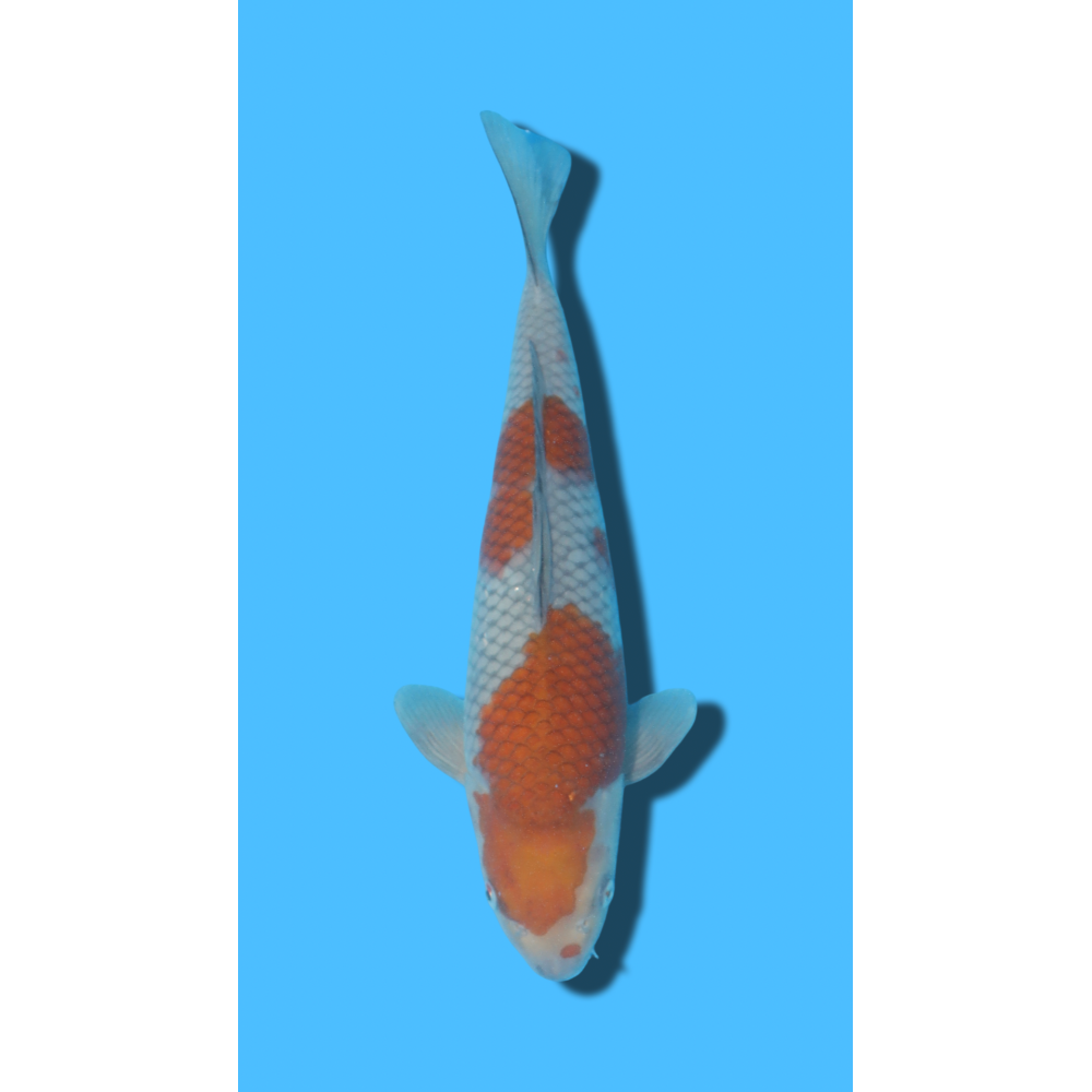 Ochiba  nisai Ozumi Koi Farm