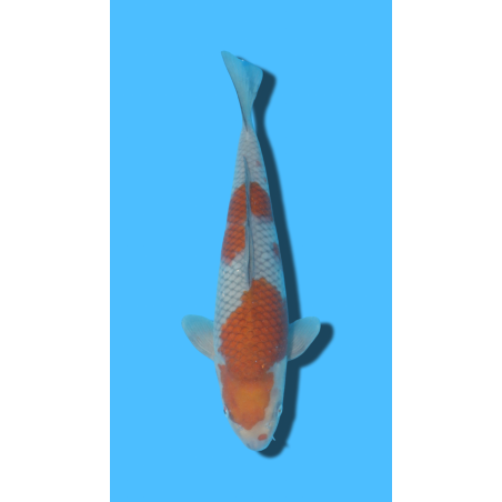 Ochiba  nisai Ozumi Koi Farm