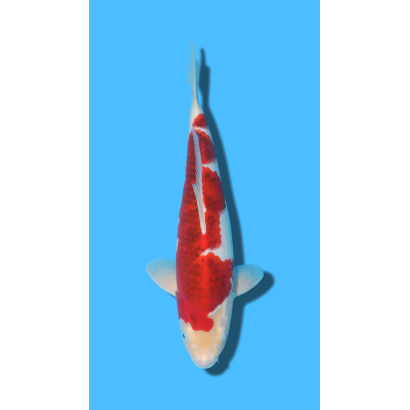 GOROMO nisai Ozumi Koi Farm