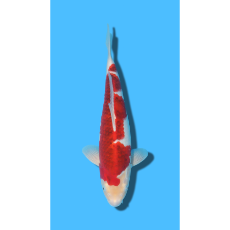 GOROMO nisai Ozumi Koi Farm