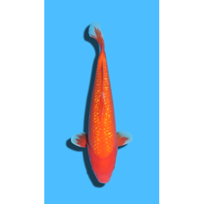 GINRIN BENIGOI nisai Ozumi Koi Farm