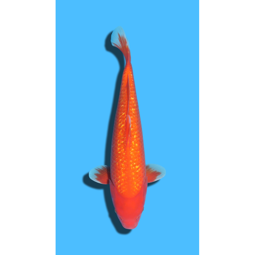 GINRIN BENIGOI nisai Ozumi Koi Farm