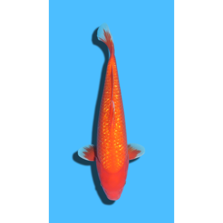 GINRIN BENIGOI nisai Ozumi Koi Farm