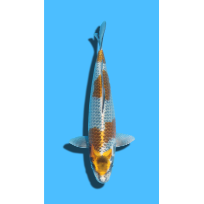 KOGANE OCHIBA nisai Ozumi Koi Farm