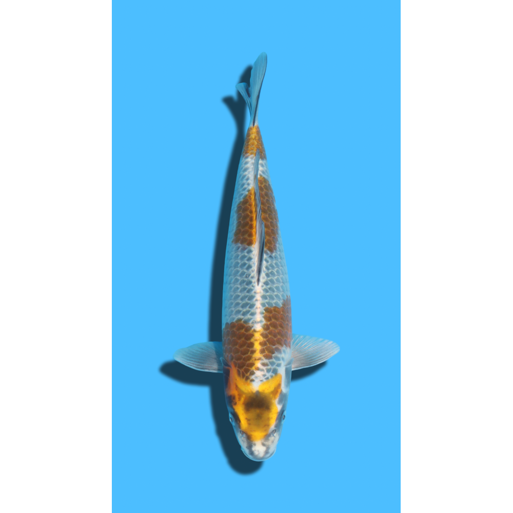 KOGANE OCHIBA nisai Ozumi Koi Farm