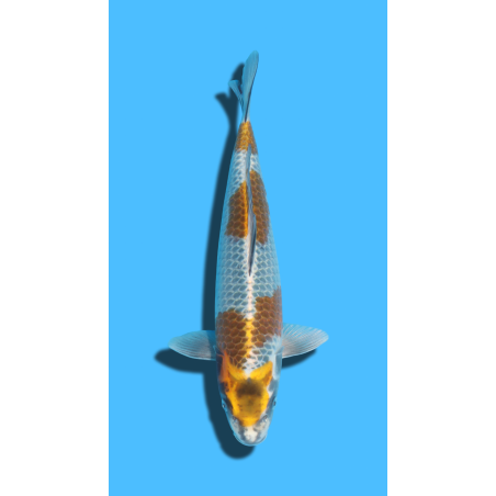 KOGANE OCHIBA nisai Ozumi Koi Farm