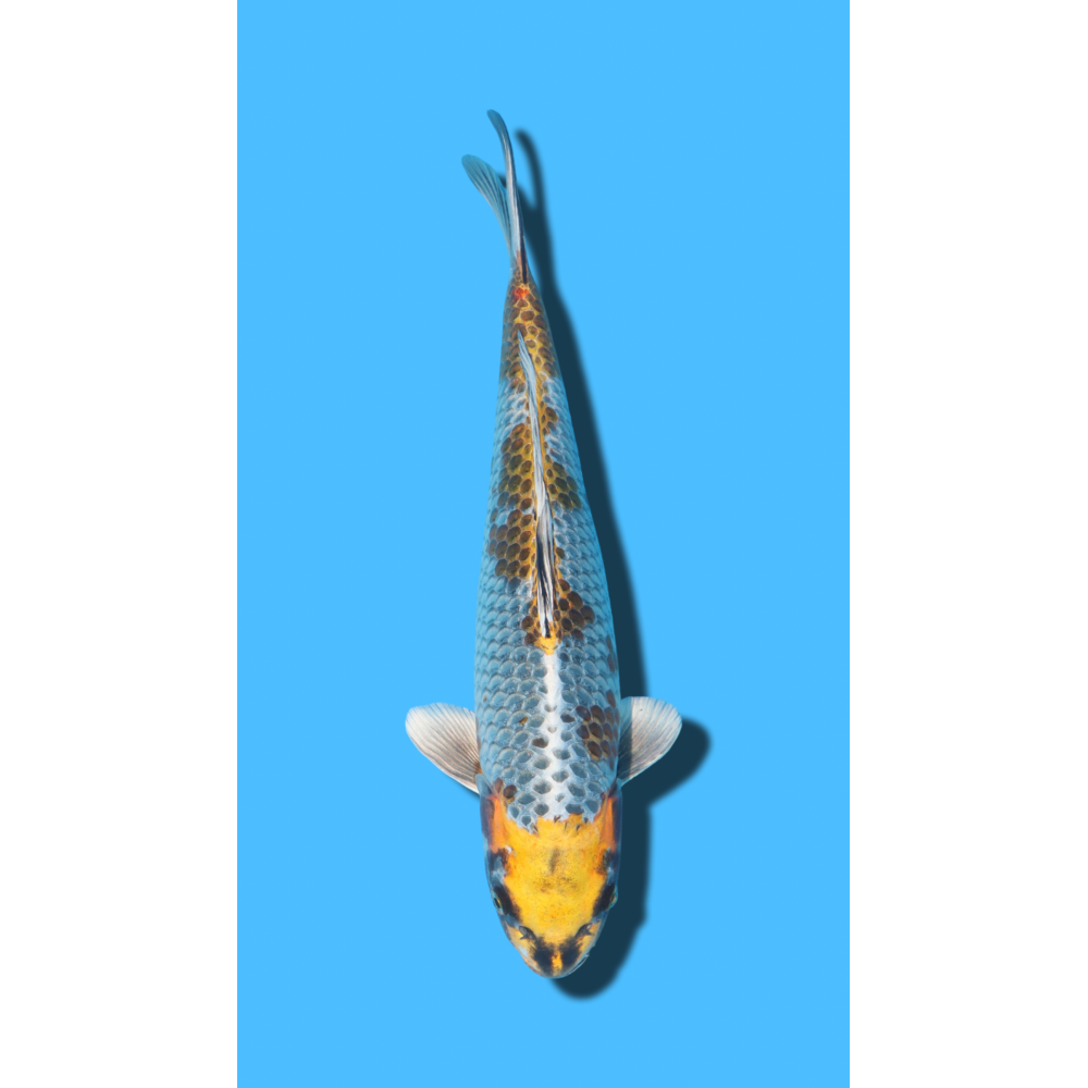 KOGANE OCHIBA nisai Ozumi Koi Farm