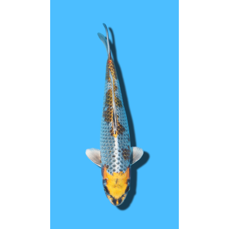 KOGANE OCHIBA nisai Ozumi Koi Farm