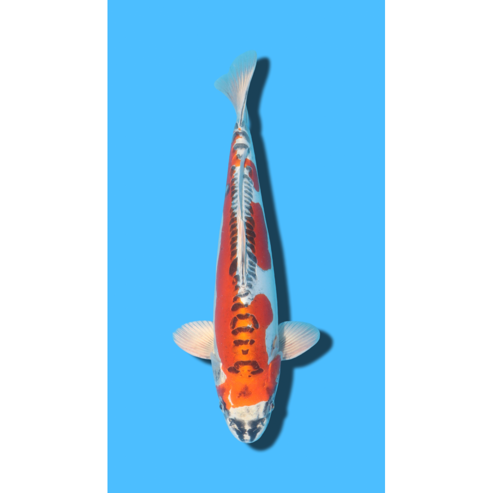 DOITSU KUJAKU nisai Ozumi Koi Farm