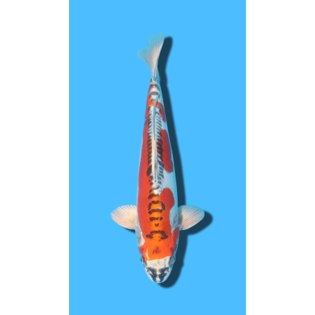 DOITSU KUJAKU nisai Ozumi Koi Farm
