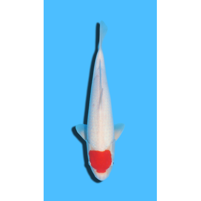 Tancho Kohaku nisai Hosokai Koi Farm