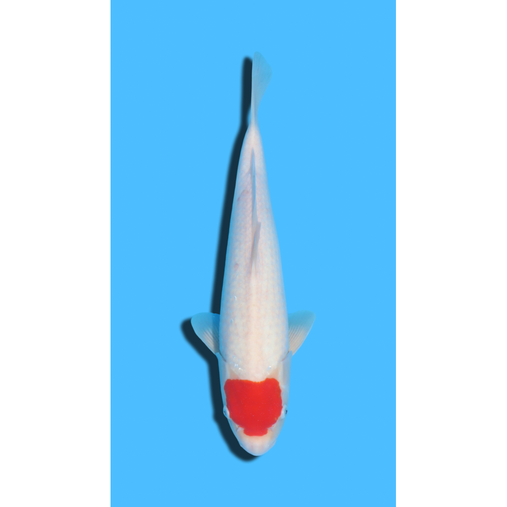 Tancho Kohaku nisai Hosokai Koi Farm
