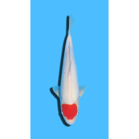 Tancho Kohaku nisai Hosokai Koi Farm