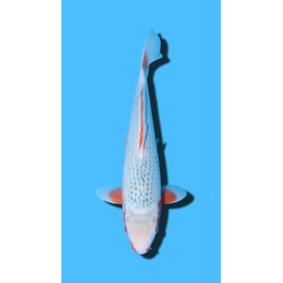 Asagi nisai Hosokai Koi Farm