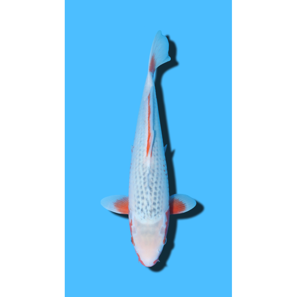 Asagi nisai Hosokai Koi Farm