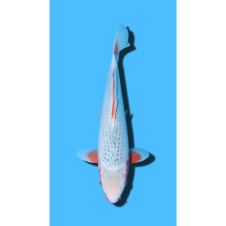 Asagi nisai Hosokai Koi Farm