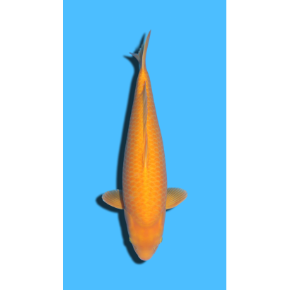 Karashigoi Nisai Izumiya Koi Farm