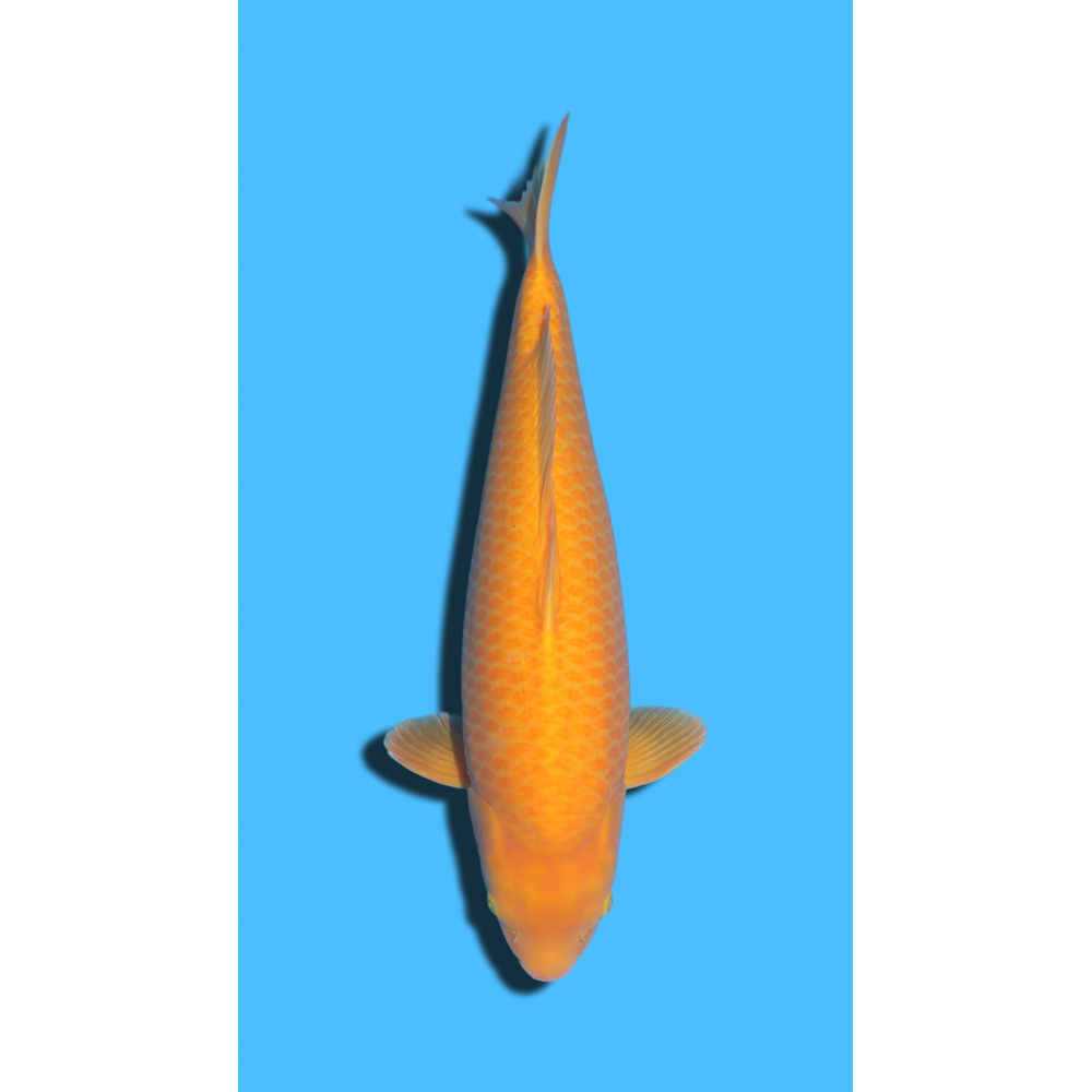 Karashigoi Nisai Izumiya Koi Farm