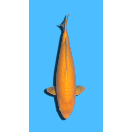 Karashigoi Nisai Izumiya Koi Farm