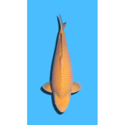 Chagoi Nisai Izumiya Koi Farm
