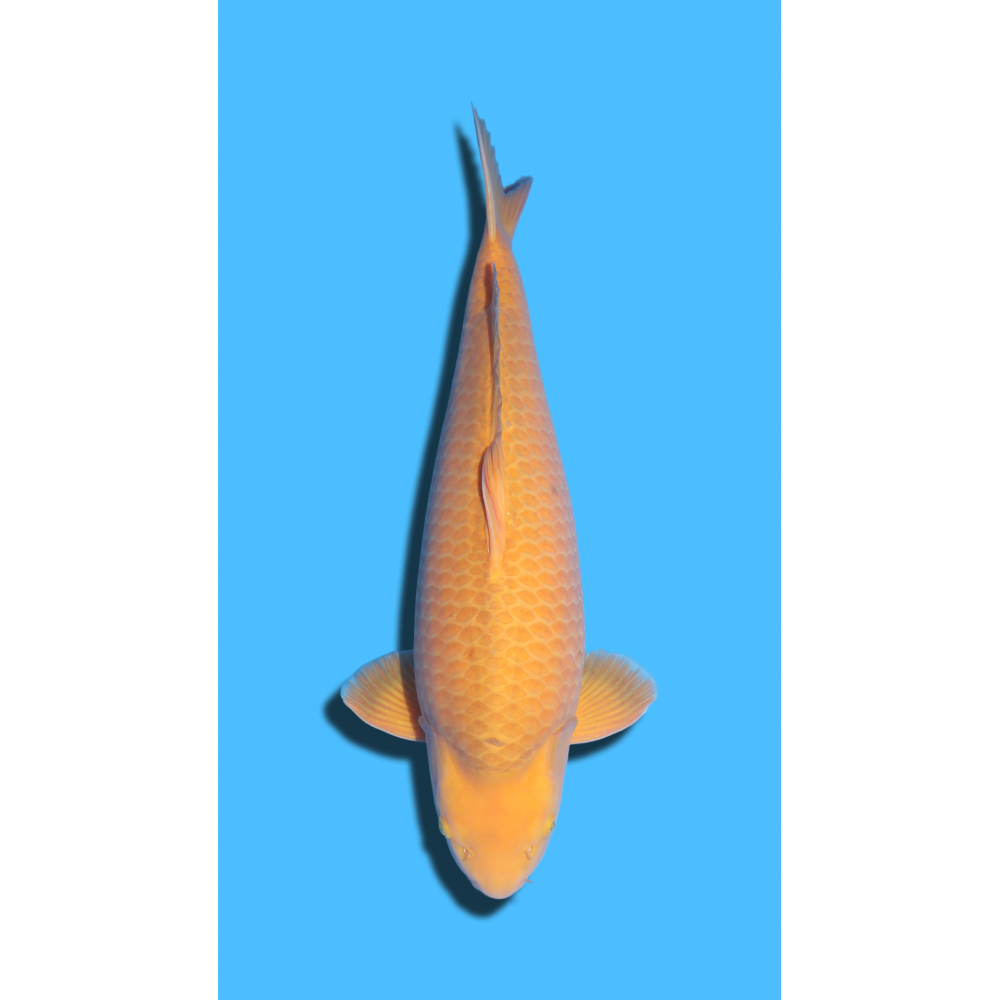 Chagoi Nisai Izumiya Koi Farm