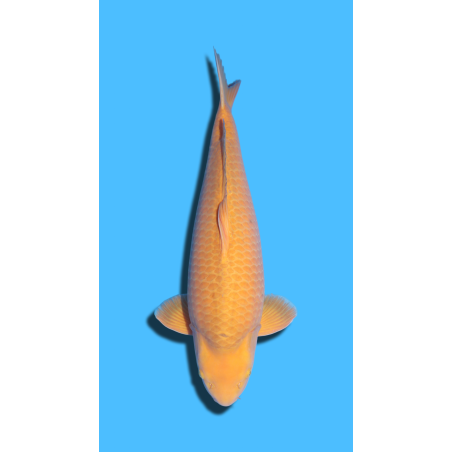 Chagoi Nisai Izumiya Koi Farm