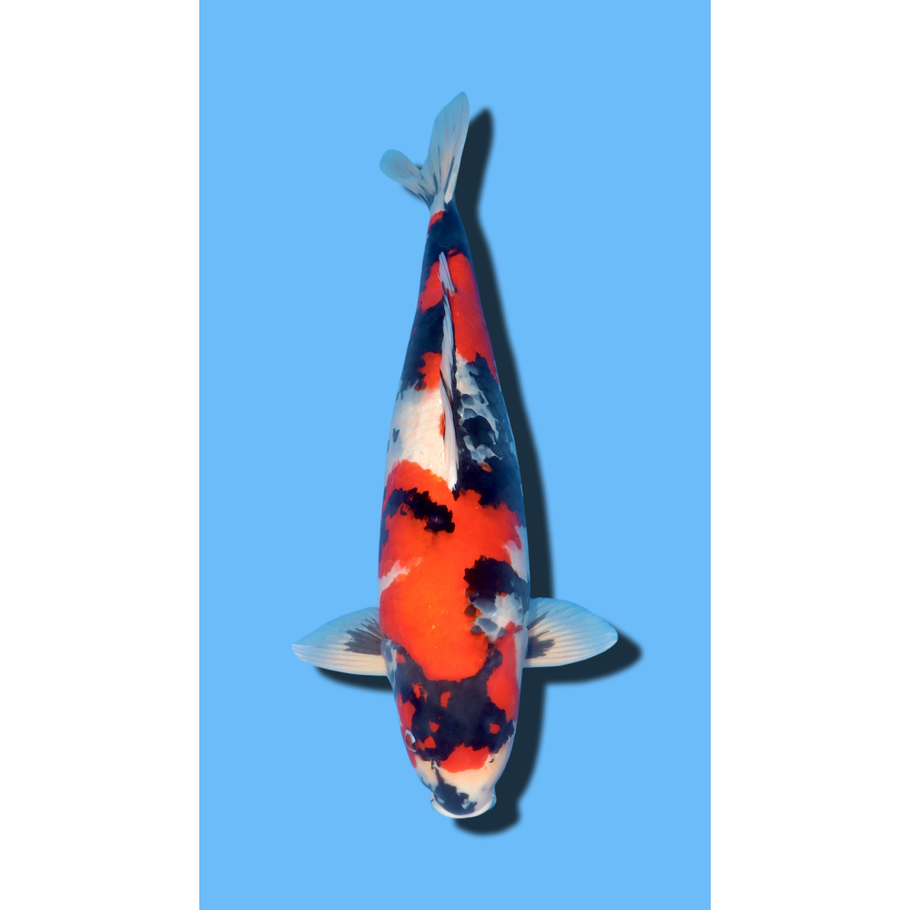 SHOWA SANSAI SAKAZUME Koi Farm