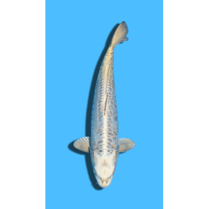 ARAGOKE KABUTO nisai YAMASAKI Koi Farm