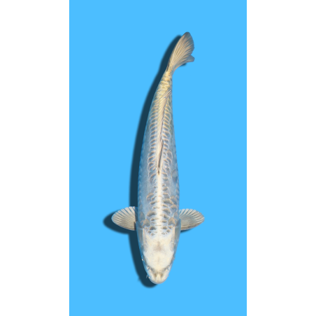 ARAGOKE KABUTO nisai YAMASAKI Koi Farm