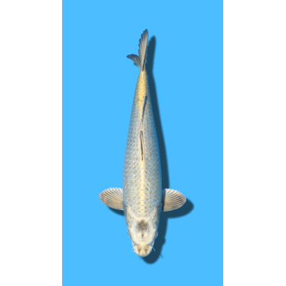 GINRIN KABUTO sansai YAMASAKI Koi Farm