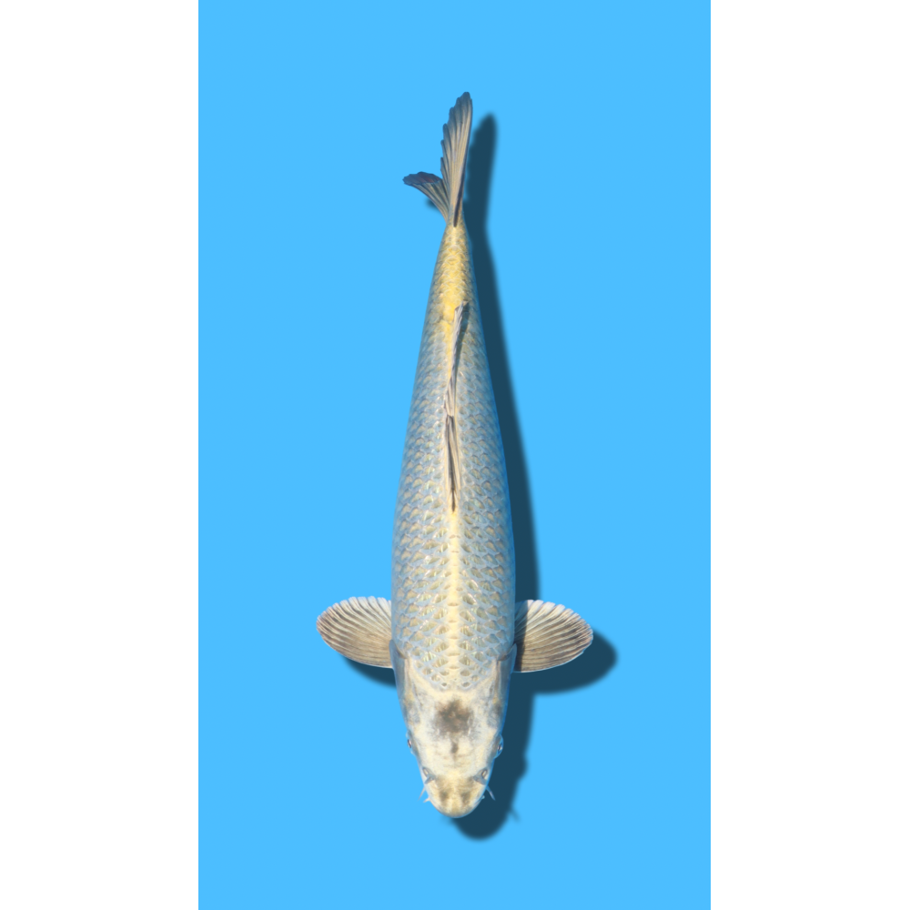 GINRIN KABUTO sansai YAMASAKI Koi Farm